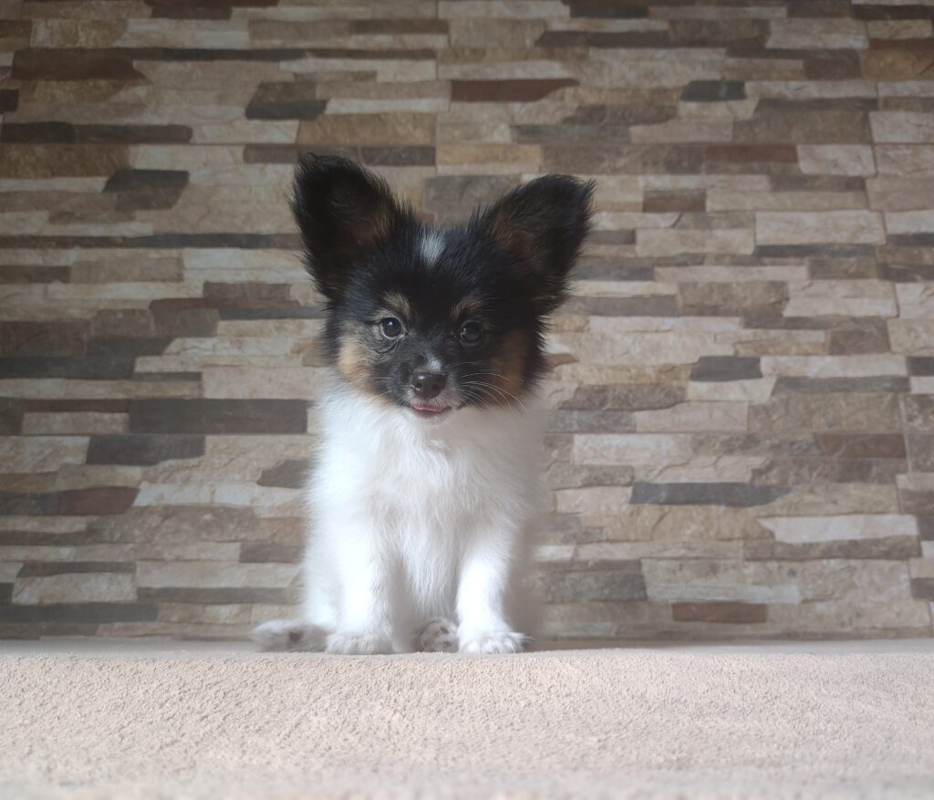 IMG_20250119_152621563