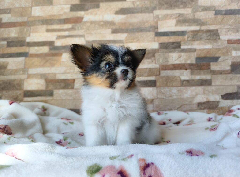 Screenshot_2025-07-31-17-12-51-714_com.adobe.psmobile-edit