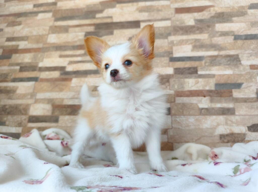 Screenshot_2025-08-01-15-14-51-766_com.adobe.psmobile-edit