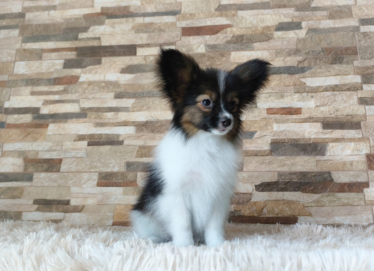 Screenshot_2026-04-01-21-55-05-701_com.adobe.psmobile-edit