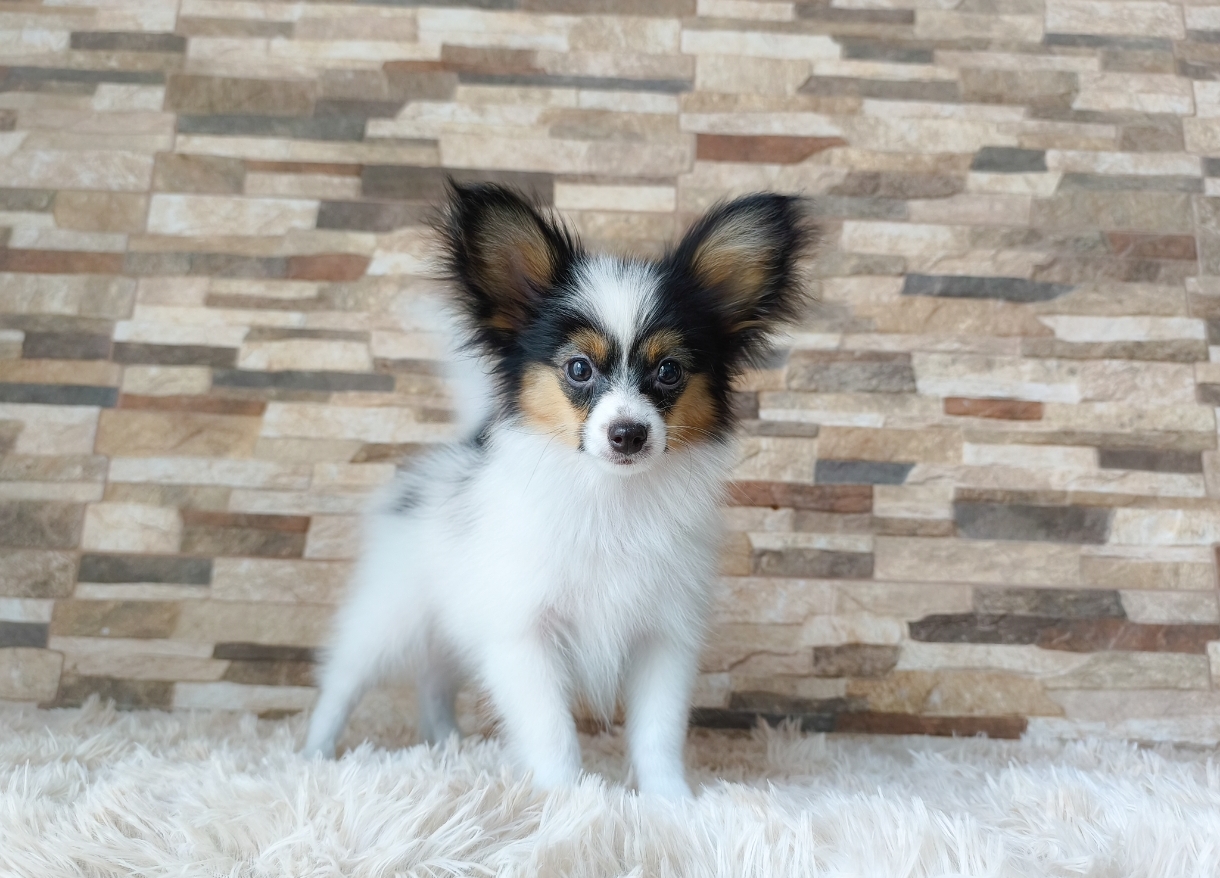 Screenshot_2026-04-01-22-13-21-184_com.adobe.psmobile-edit